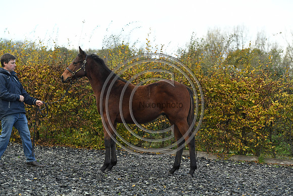 Foal2_Selwood_PN22_55494