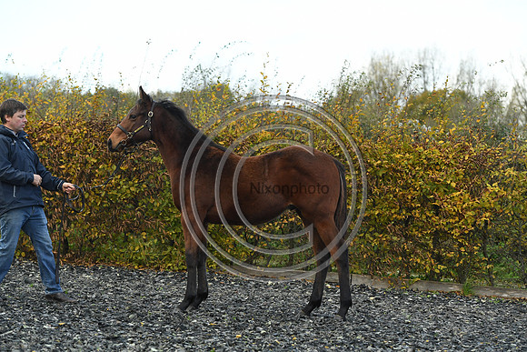 Foal2_Selwood_PN22_55495