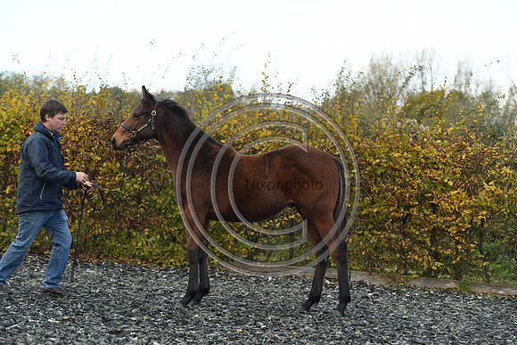 Foal2_Selwood_PN22_55497