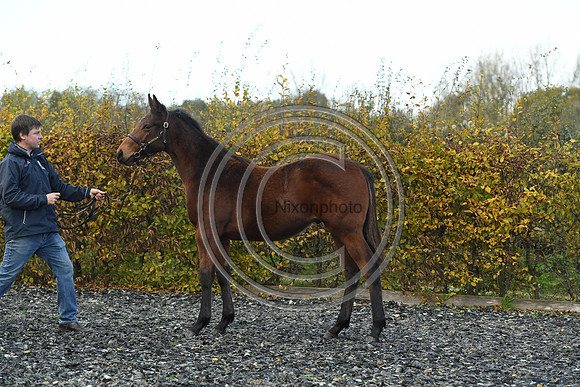 Foal2_Selwood_PN22_55502