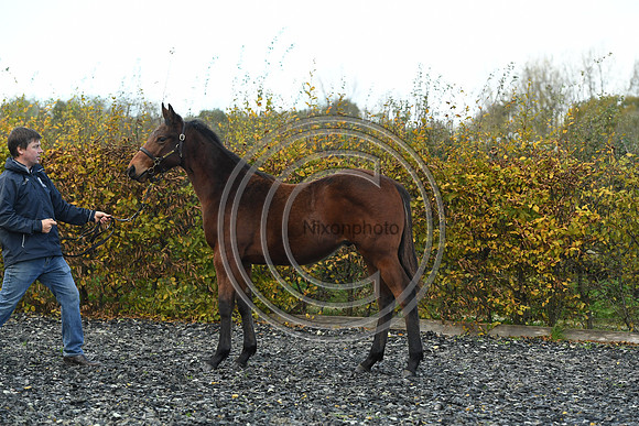 Foal2_Selwood_PN22_55503