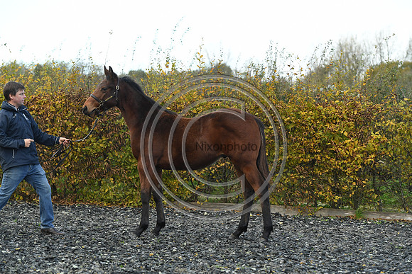 Foal2_Selwood_PN22_55504