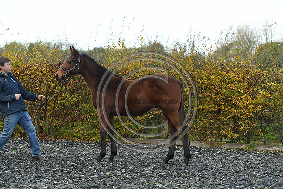 Foal2_Selwood_PN22_55516