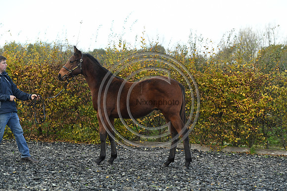 Foal2_Selwood_PN22_55524