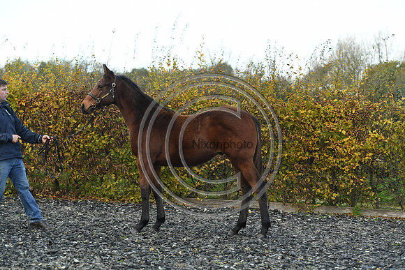 Foal2_Selwood_PN22_55526
