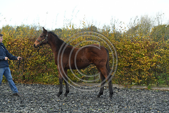Foal2_Selwood_PN22_55530
