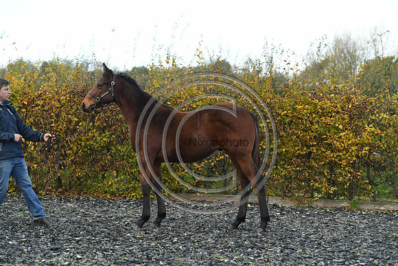 Foal2_Selwood_PN22_55532
