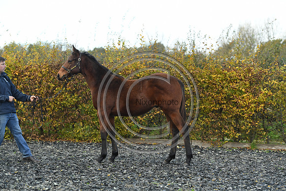 Foal2_Selwood_PN22_55534