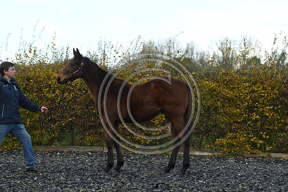 Foal2_Selwood_PN22_55539