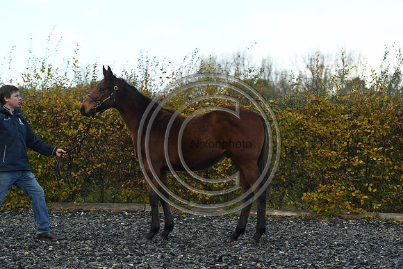 Foal2_Selwood_PN22_55540