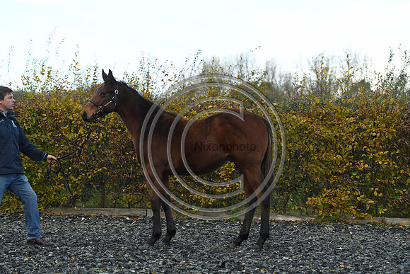 Foal2_Selwood_PN22_55543