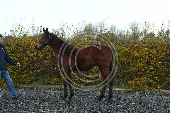 Foal2_Selwood_PN22_55547
