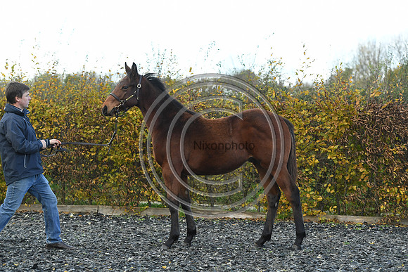 Foal2_Selwood_PN22_55557