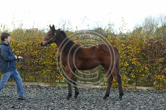 Foal2_Selwood_PN22_55558