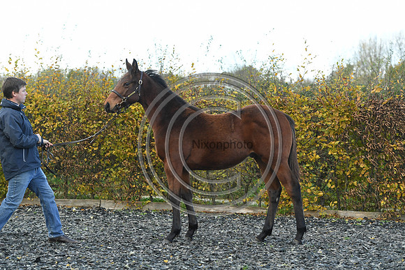 Foal2_Selwood_PN22_55559
