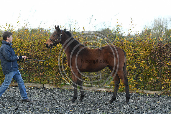 Foal2_Selwood_PN22_55563