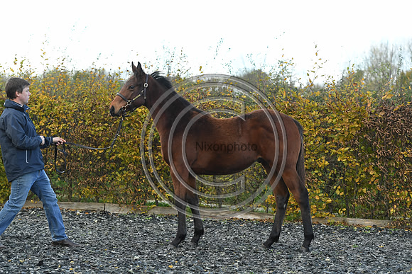 Foal2_Selwood_PN22_55564