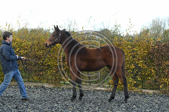 Foal2_Selwood_PN22_55565