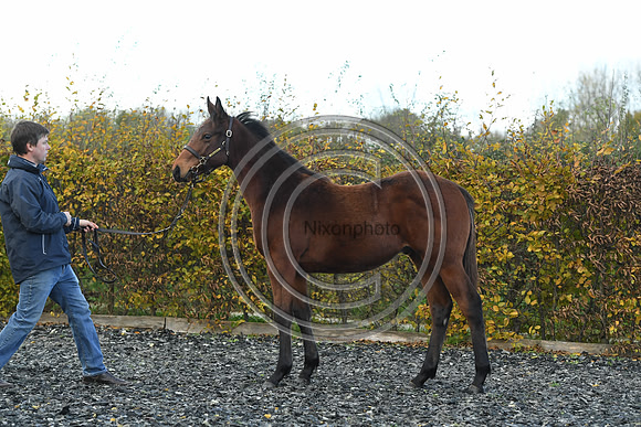 Foal2_Selwood_PN22_55566