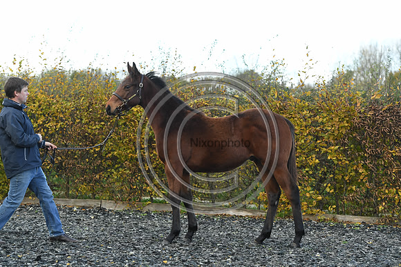 Foal2_Selwood_PN22_55567