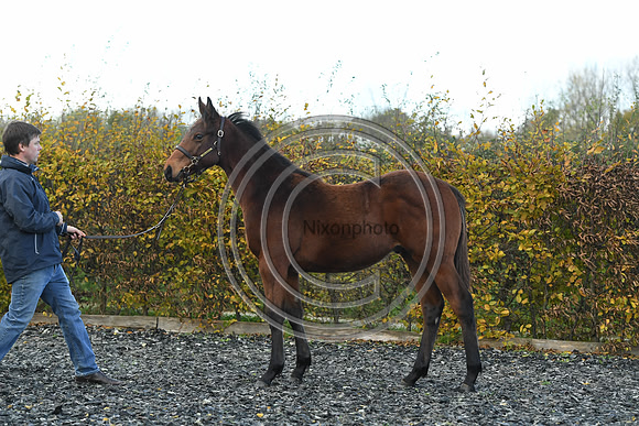 Foal2_Selwood_PN22_55568