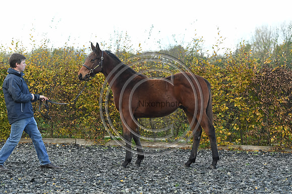 Foal2_Selwood_PN22_55571