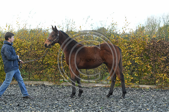 Foal2_Selwood_PN22_55575