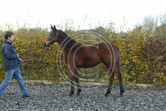 Foal2_Selwood_PN22_55576