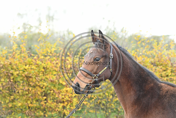 Foal2_Selwood_PN22_55583