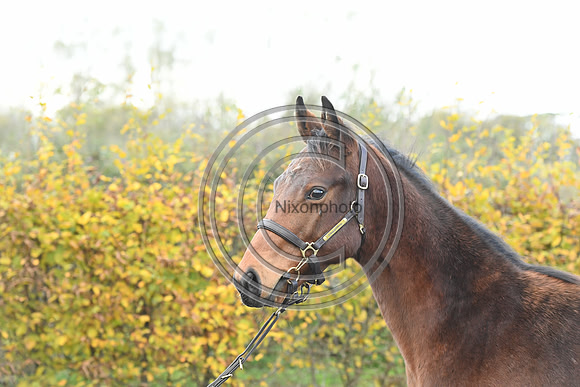 Foal2_Selwood_PN22_55584