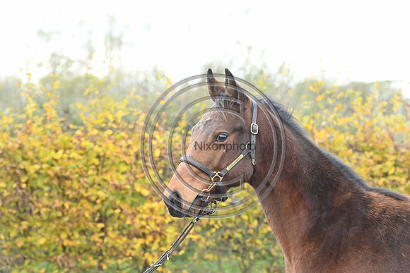 Foal2_Selwood_PN22_55585