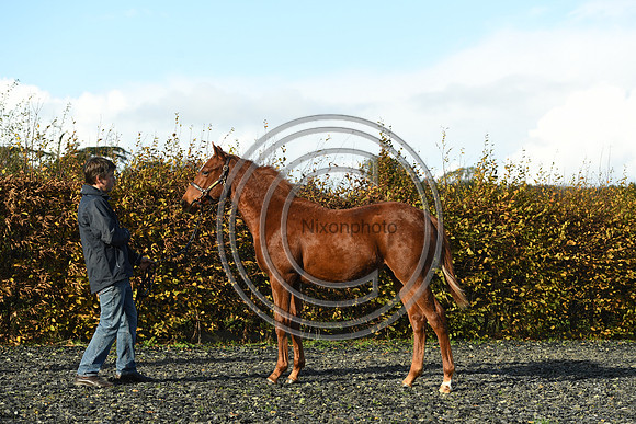 Foal3_Selwood_PN22_55607