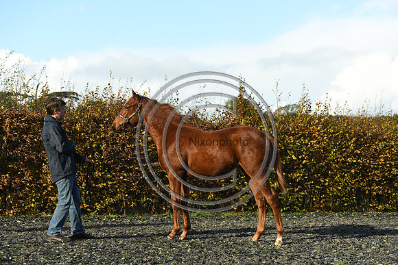 Foal3_Selwood_PN22_55611