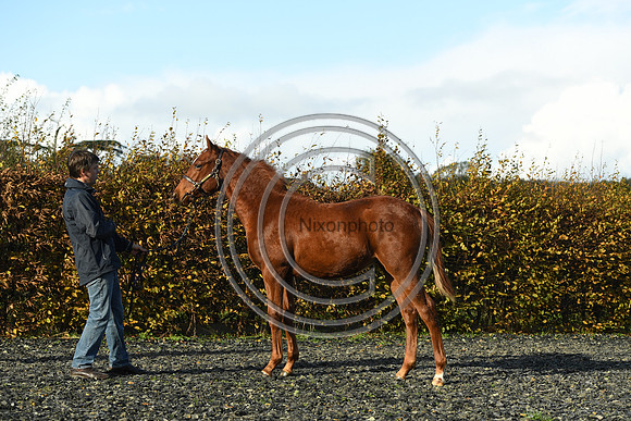 Foal3_Selwood_PN22_55613