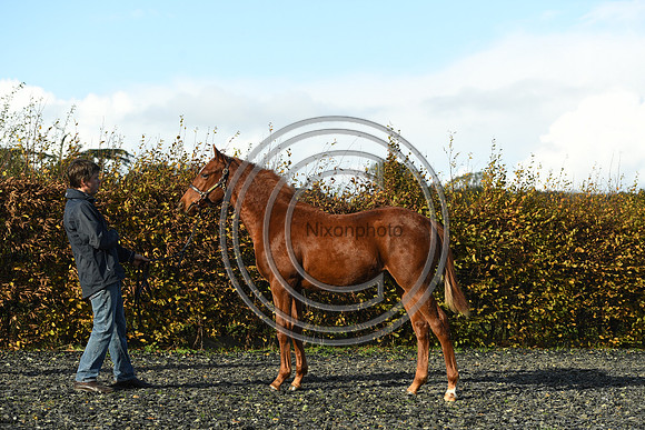 Foal3_Selwood_PN22_55616