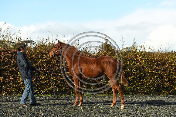Foal3_Selwood_PN22_55617
