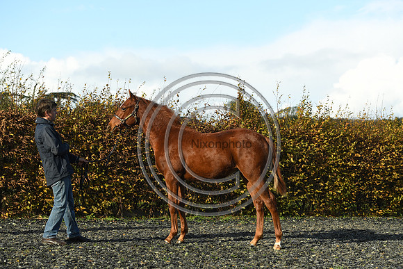 Foal3_Selwood_PN22_55618