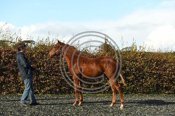 Foal3_Selwood_PN22_55620