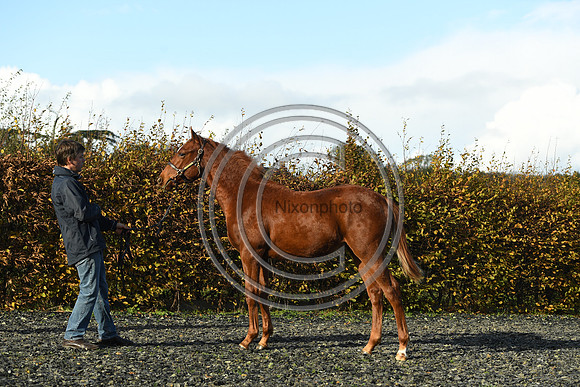Foal3_Selwood_PN22_55622