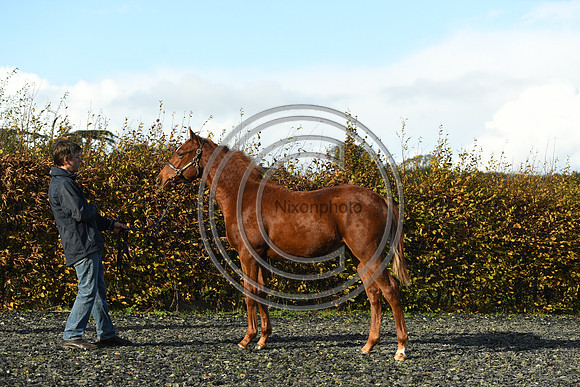 Foal3_Selwood_PN22_55623