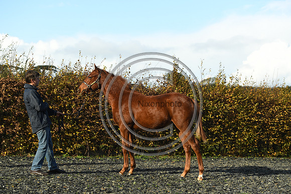 Foal3_Selwood_PN22_55624