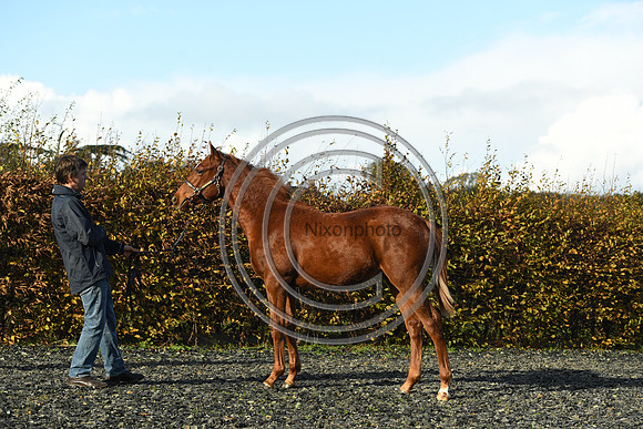 Foal3_Selwood_PN22_55625