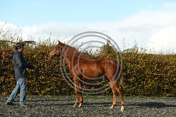 Foal3_Selwood_PN22_55627