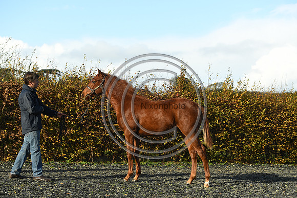 Foal3_Selwood_PN22_55628
