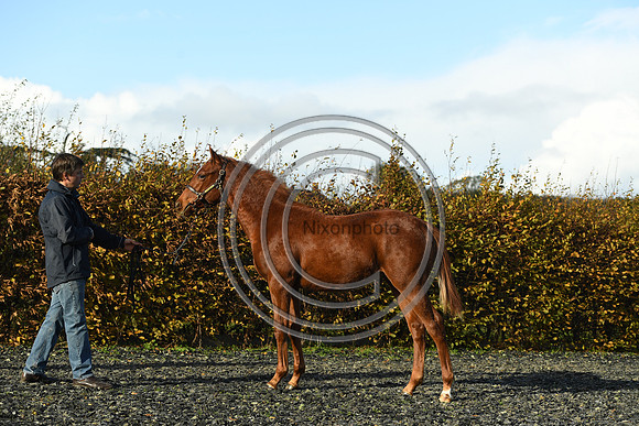 Foal3_Selwood_PN22_55629