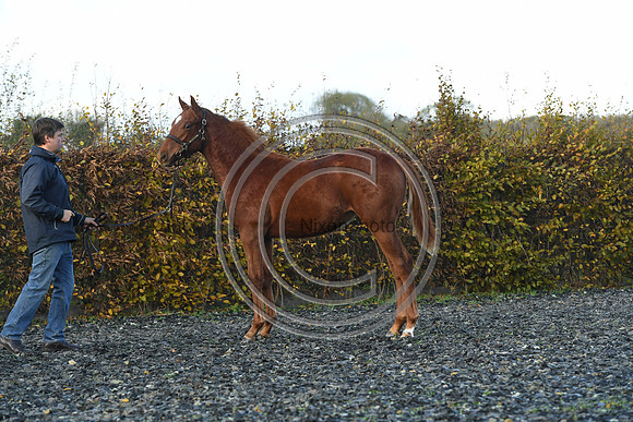 Foal3_Selwood_PN22_55643