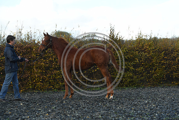 Foal3_Selwood_PN22_55649