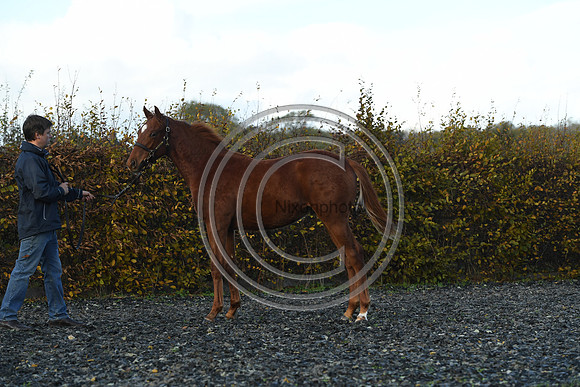 Foal3_Selwood_PN22_55650