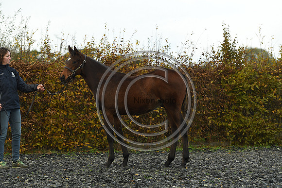 Foal4_Selwood_PN22_55663