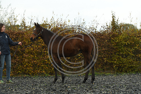 Foal4_Selwood_PN22_55664